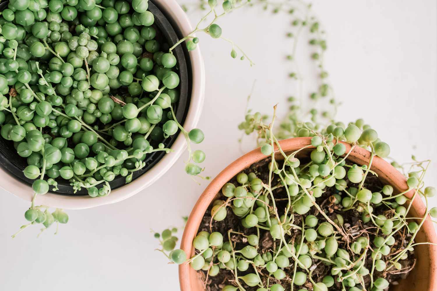 Spider plant seeds suitable for hanging baskets and home garden use