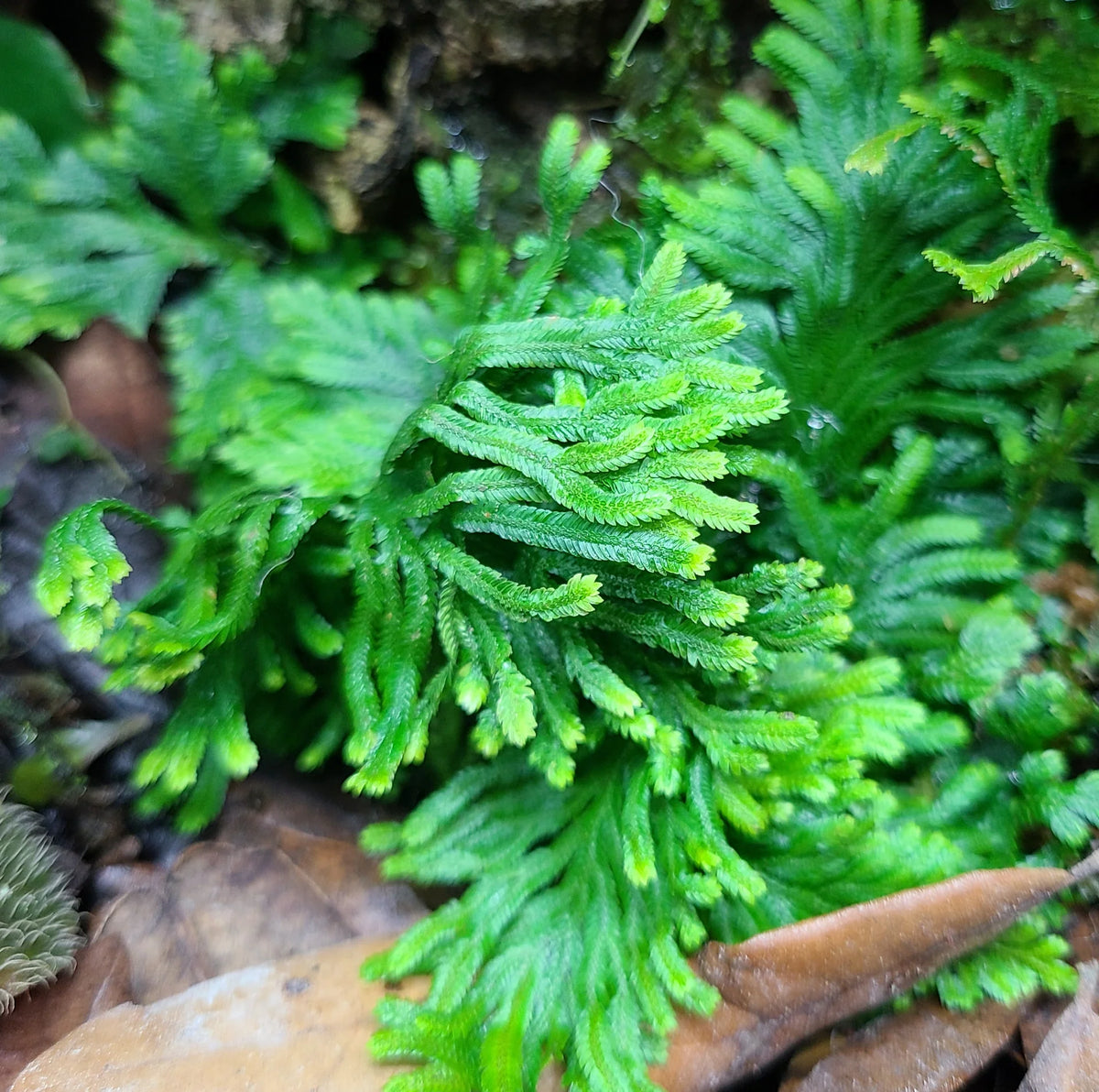 Spikemoss seeds for indoor and outdoor planting
