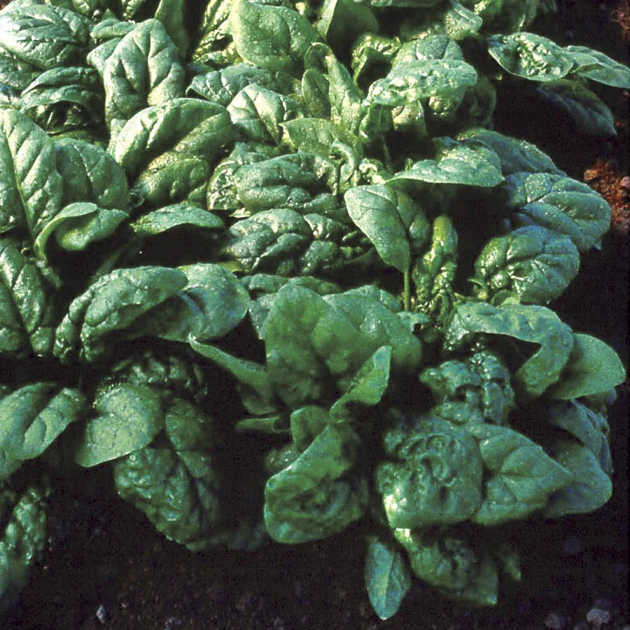 Tyee Hybrid Spinach Seeds | Dark Green Savoyed High-Yield Spinach – Heirloom, Non-GMO, High Germination Organic Garden Seeds