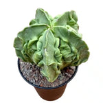 Spineless ornamental cactus seeds for beginners