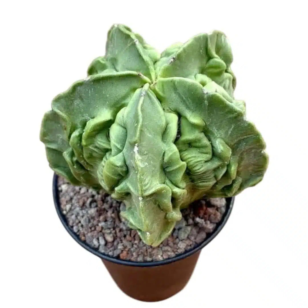 Spineless ornamental cactus seeds for beginners