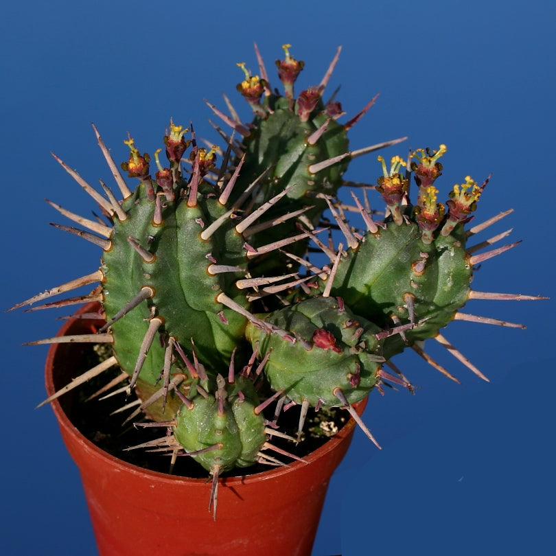 Spiny euphorbia cactus seeds for dry landscape and containers
