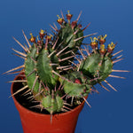 Spiny euphorbia cactus seeds for dry landscape and containers