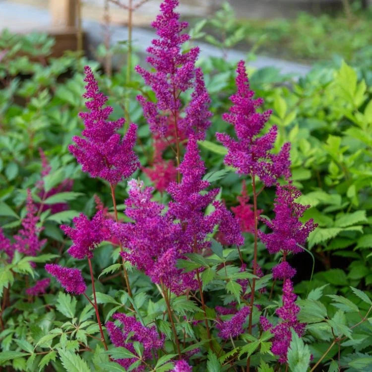 Astilbe Black Pearls Bulbs