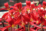 Sprekelia Flower Seeds for Planting - NON GMO Seeds Dhara Seeds