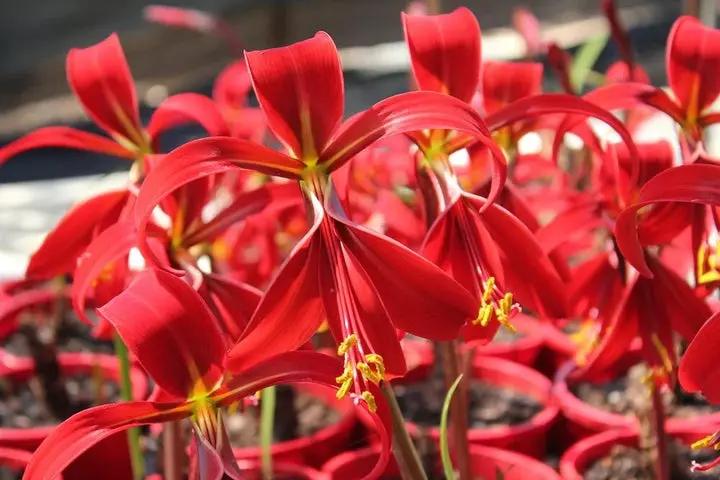 Sprekelia Flower Seeds for Planting - NON GMO Seeds Dhara Seeds