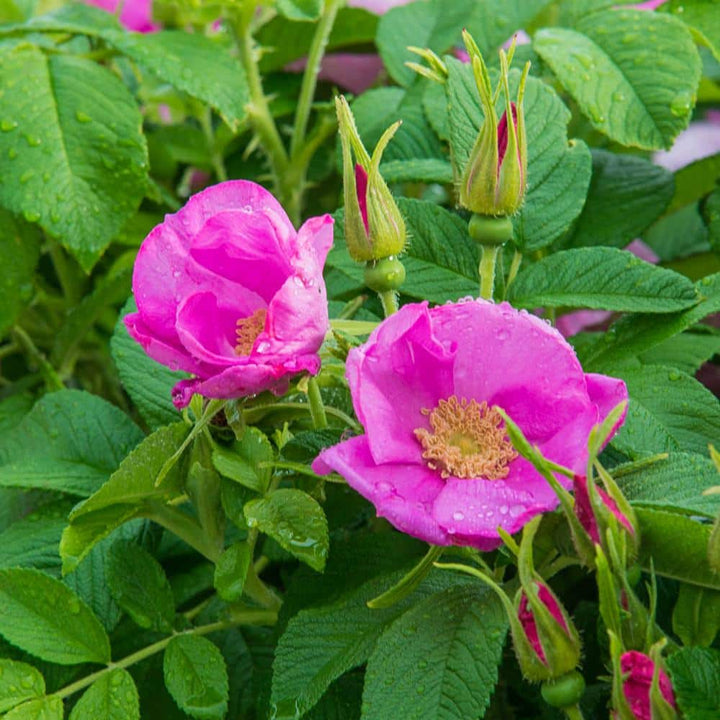 Kartoffelrose Flower Seeds for Planting, 100