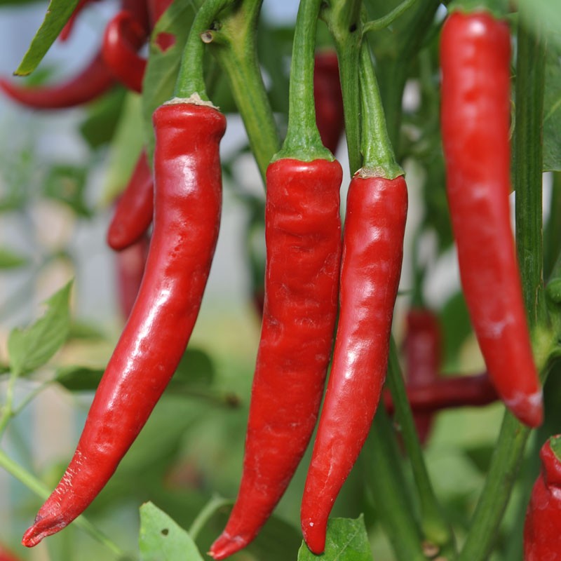 Cayenne Blend Pepper Seeds Heirloom Non-GMO High Germination Organic Garden Seeds