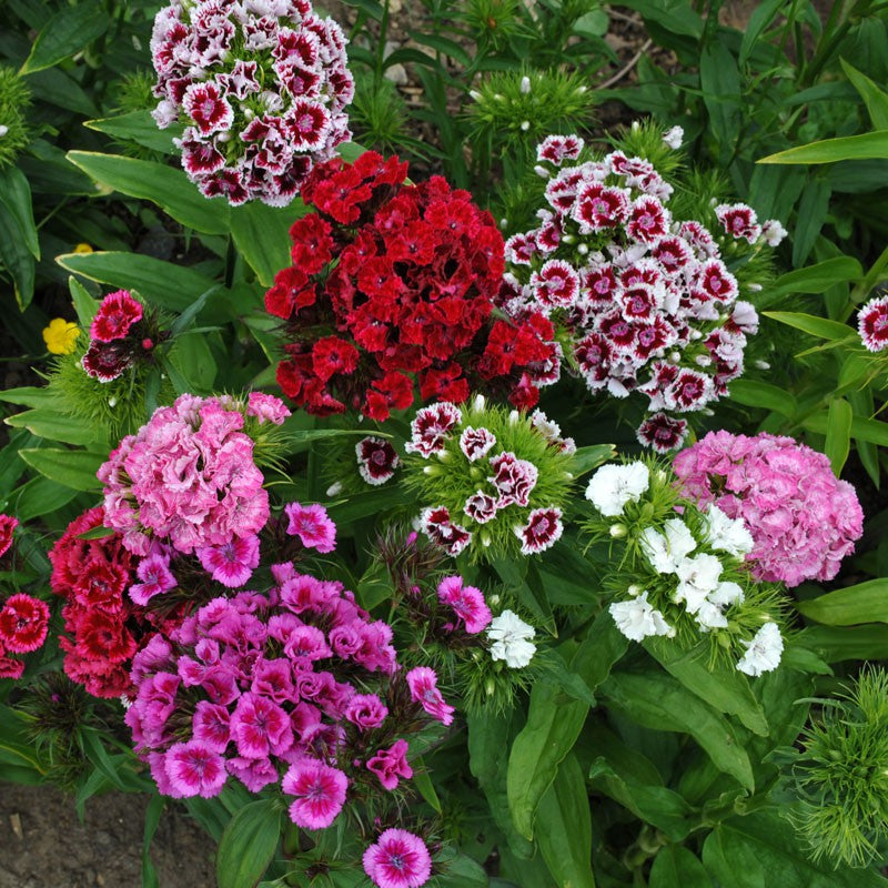 Rainbow Dianthus Barbatus Flower Seeds for Colorful Garden and Balcony Planting