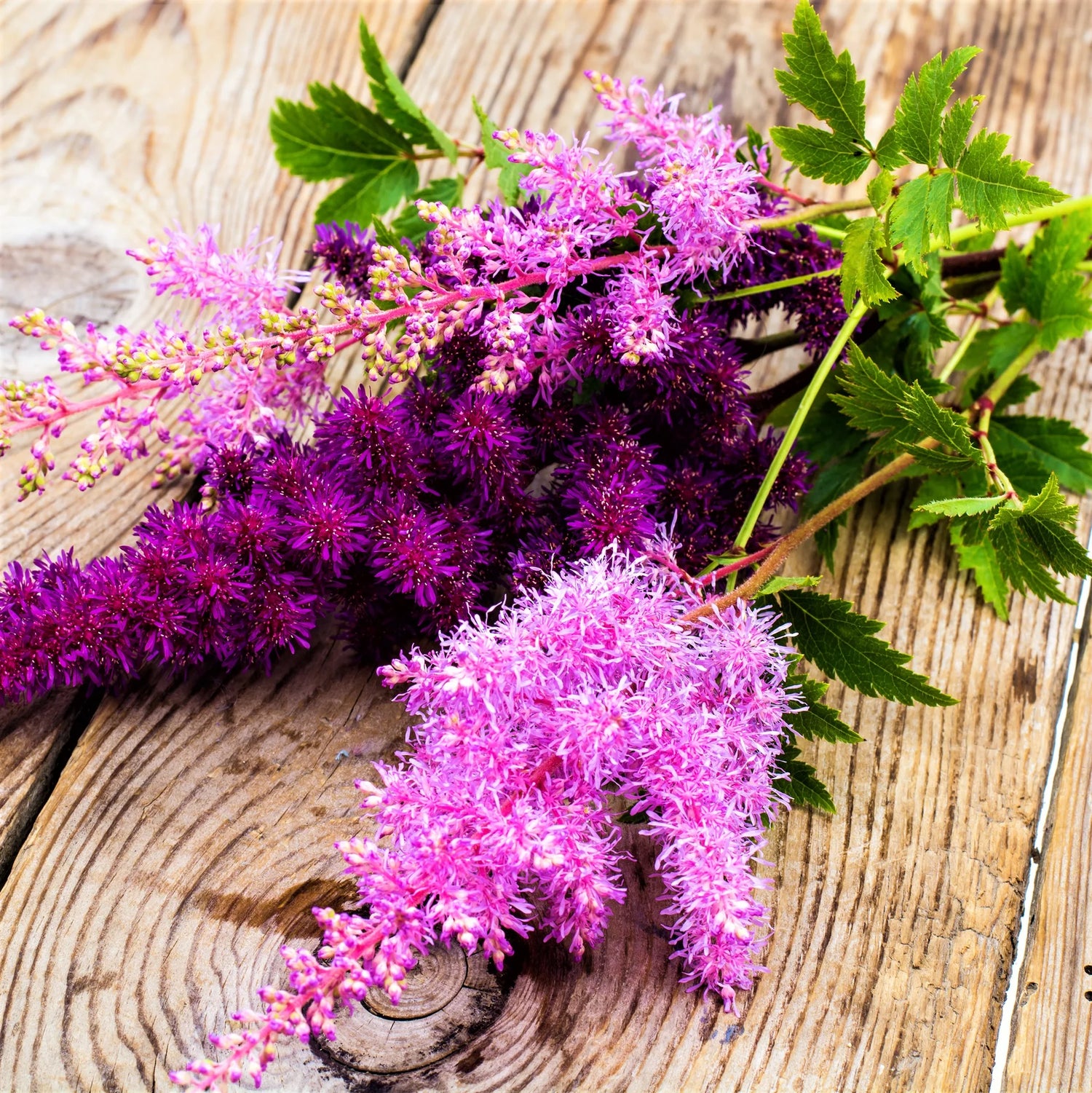 Astilbe Roots - Pink & Purple Mix Seeds