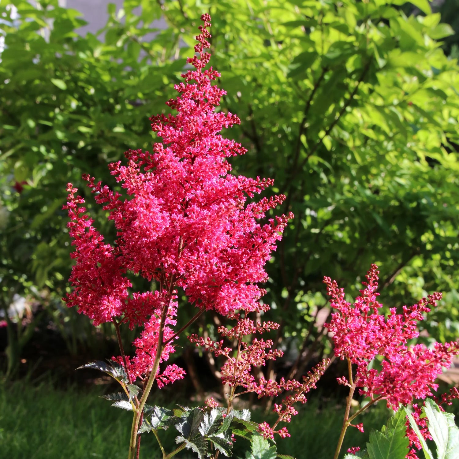 Astilbe Black Pearls Bulbs