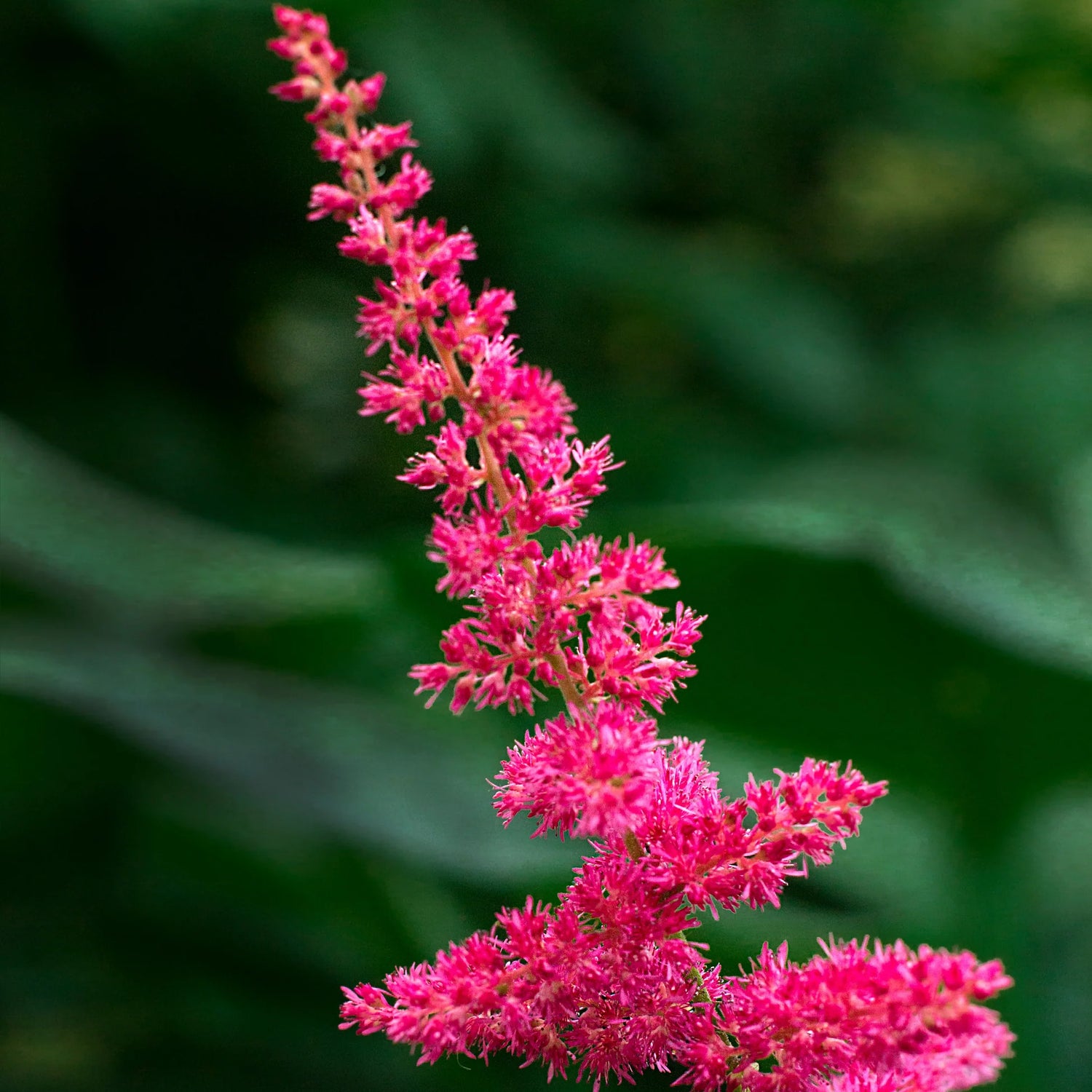 Astilbe Black Pearls Bulbs