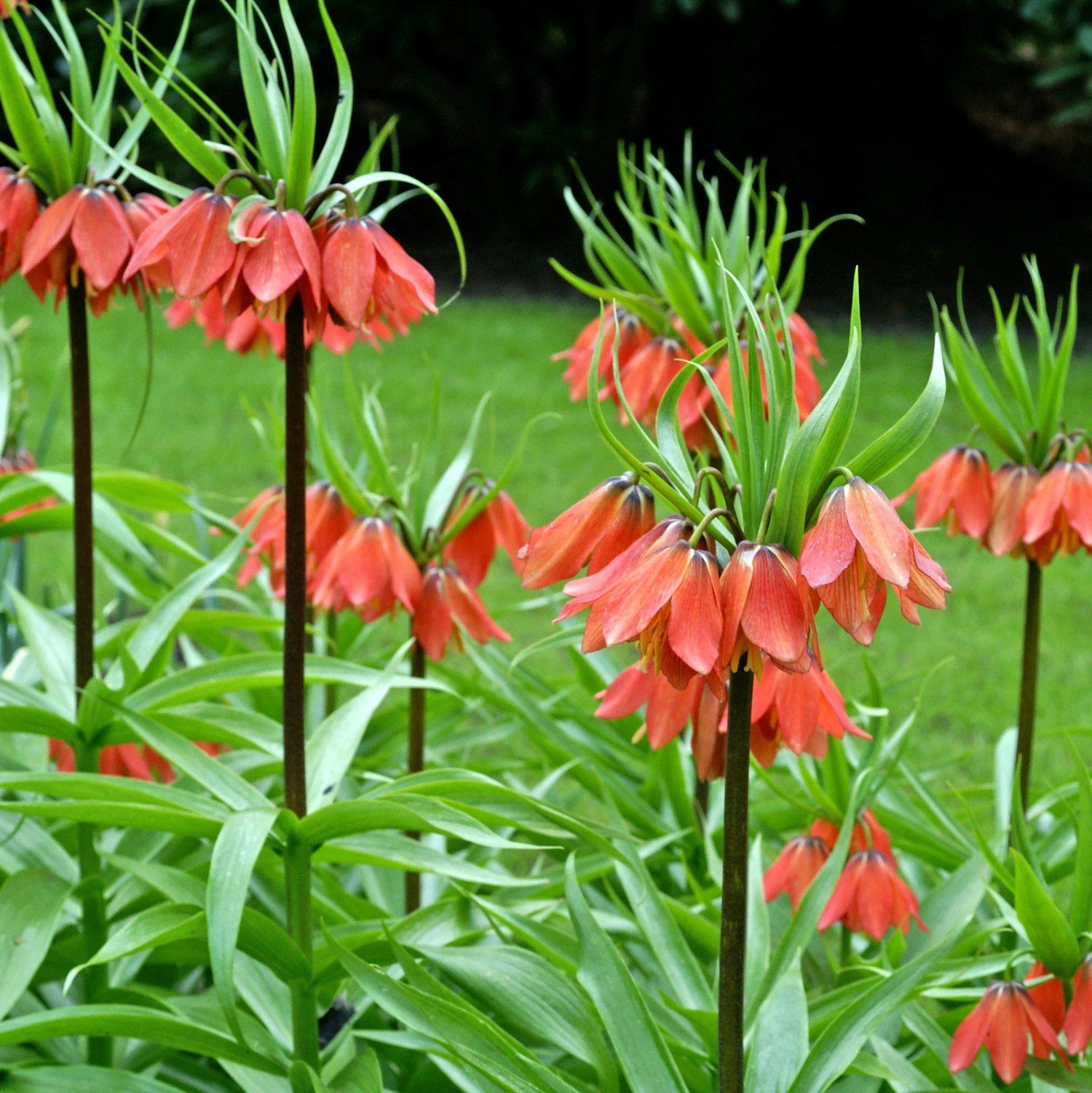 Fritillaria Rubra Crown Imperial Bulbs