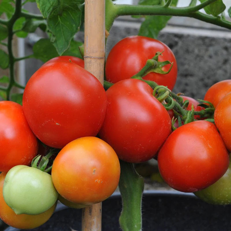 MoneyMaker Organic Tomato Seeds | Classic Reliable Red Heirloom Tomatoes – Heirloom, Non-GMO, High Germination Organic Garden Seeds