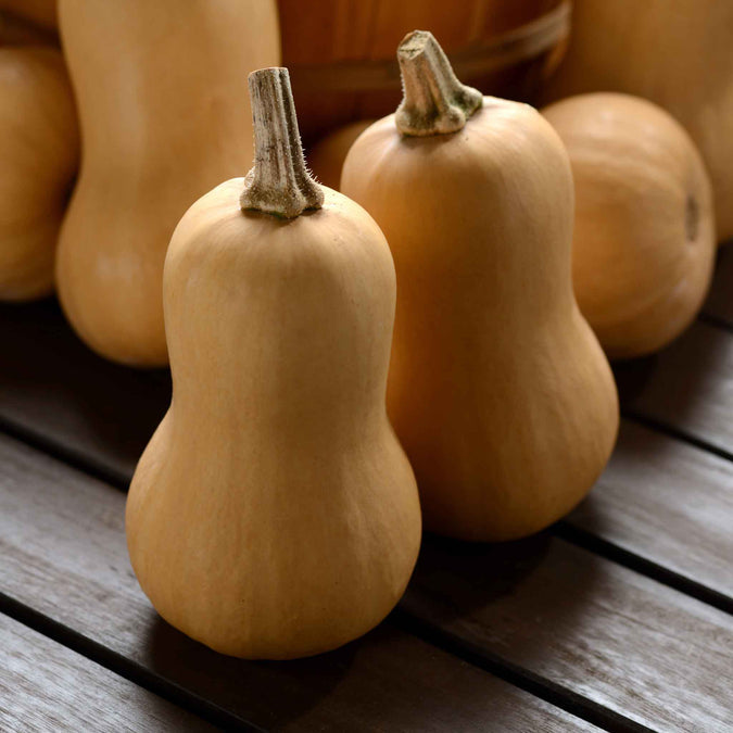 Squash (Winter) Seeds - Butterbaby