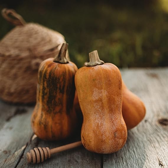 Squash Cucurbita Pepo Mini Garden Vegetable Seeds for Planting – Compact Variety for Small Garden Spaces and Raised Beds - Dharaseeds