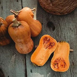 Squash Cucurbita Pepo Mini Garden Vegetable Seeds for Planting – Compact Variety for Small Garden Spaces and Raised Beds - Dharaseeds