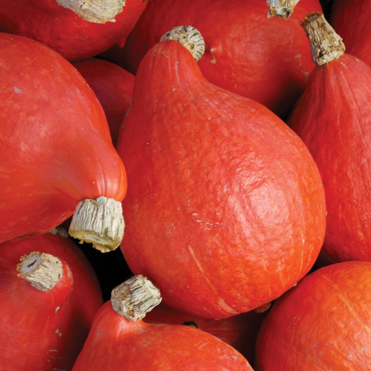Squash Cucurbita Pepo Red Kuri Winter Vegetable Seeds for Planting – Ideal for Fall Harvests and Kitchen Gardens - Dharaseeds