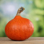 Squash Cucurbita Pepo Red Kuri Winter Vegetable Seeds for Planting – Ideal for Fall Harvests and Kitchen Gardens - Dharaseeds
