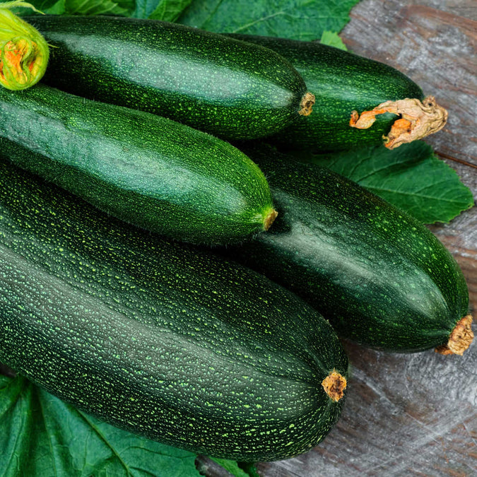 Squash (Summer) Seeds - Dark Green Zucchini