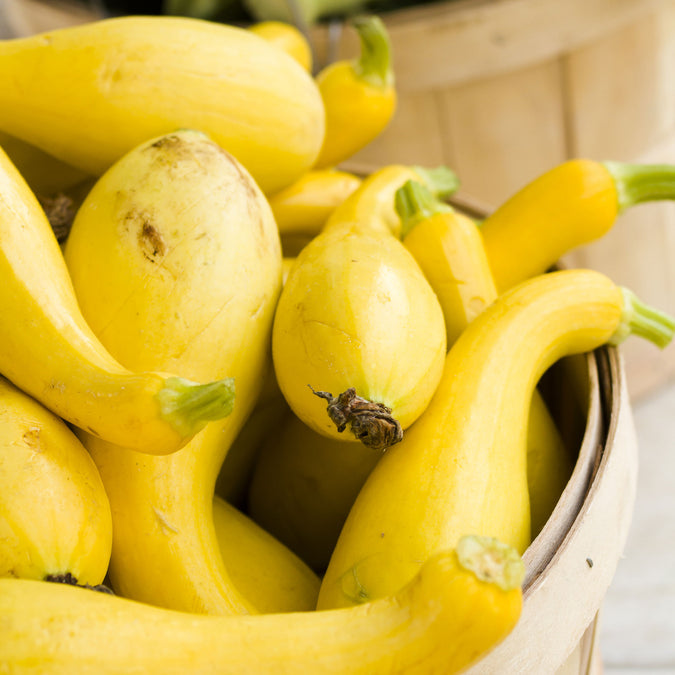 Squash (Summer) Seeds - Golden Summer Crookneck