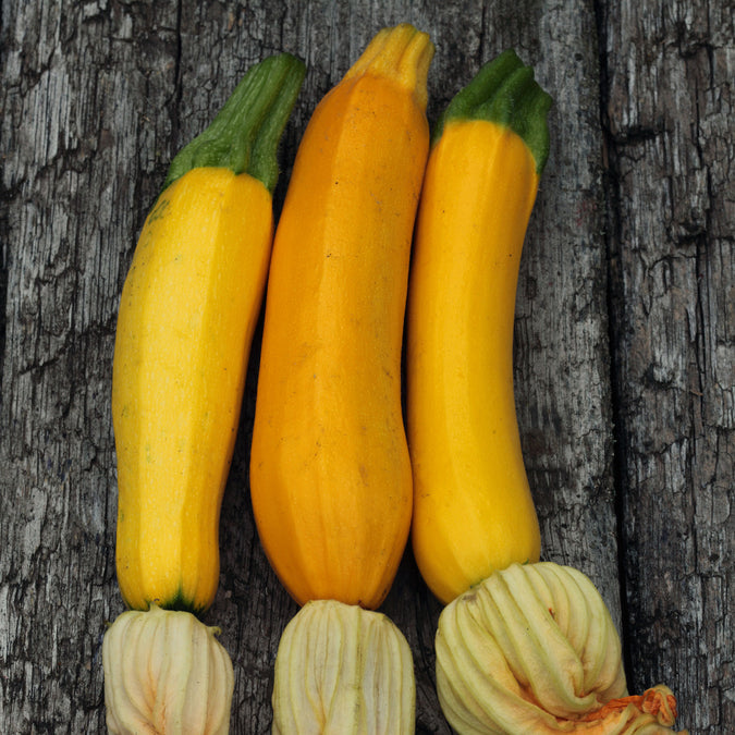 Squash (Summer) Seeds - Golden Zucchini