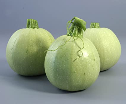 Squash Round Green F1 heirloom non-GMO organic garden seeds