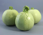 Squash Round Green F1 heirloom non-GMO organic garden seeds