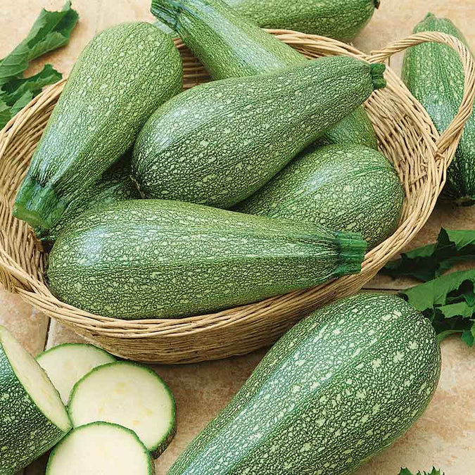 Squash (Summer) Seeds - Grey Zucchini