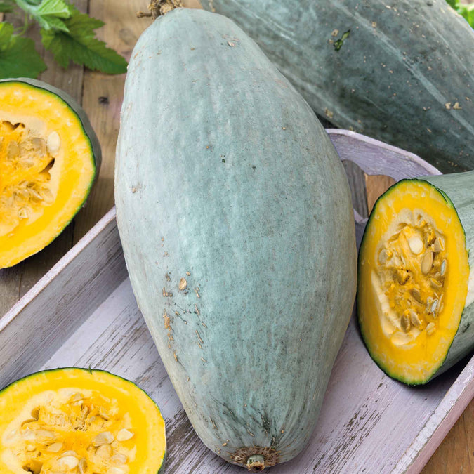 Squash (Winter) Seeds - Guatemalan Blue