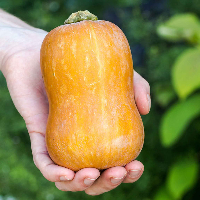 Squash (Winter) Seeds - Honeynut