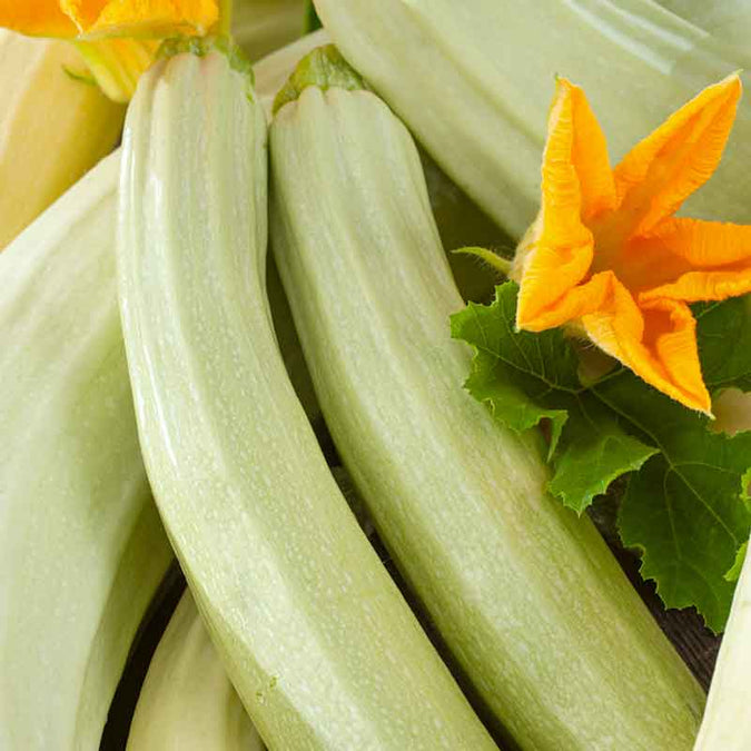 vegetables fresh high quality vegetable seeds for home gardens and farms perfect for growing healthy and nutritious crops organic vegetables premium organic vegetable seeds for sustainable farming and healthy homegrown produce suitable for all climates