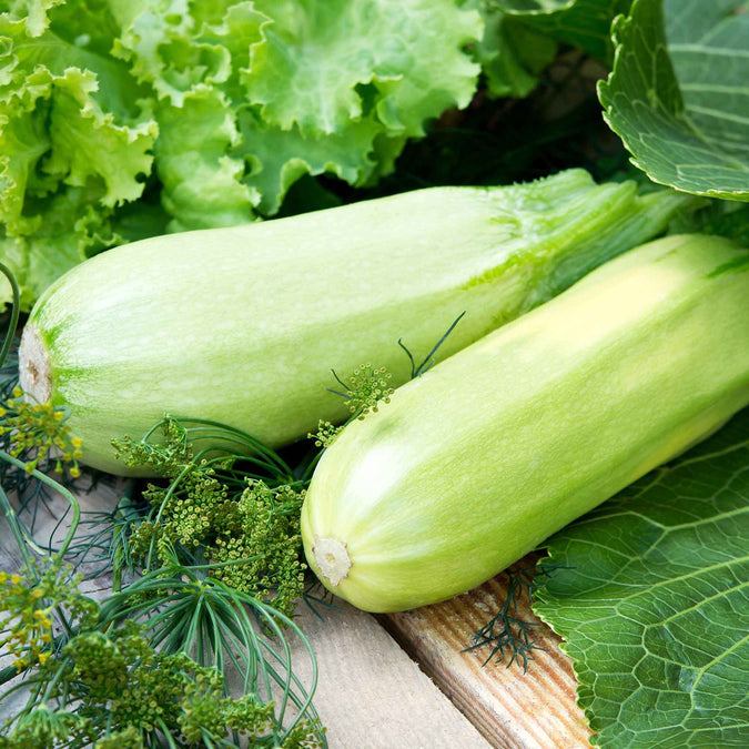 Squash (Summer) Seeds - Lungo Bianco Cylindrical