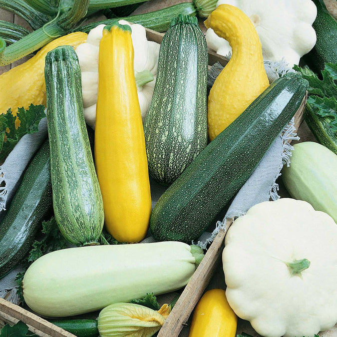 Squash (Summer) Seeds - Melody Blend