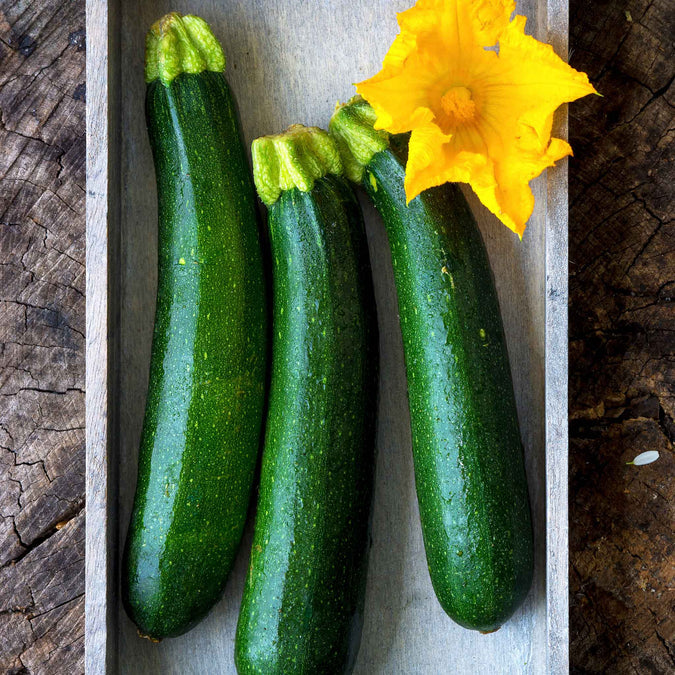 Squash Seeds (Organic) - Fordhook Zucchini