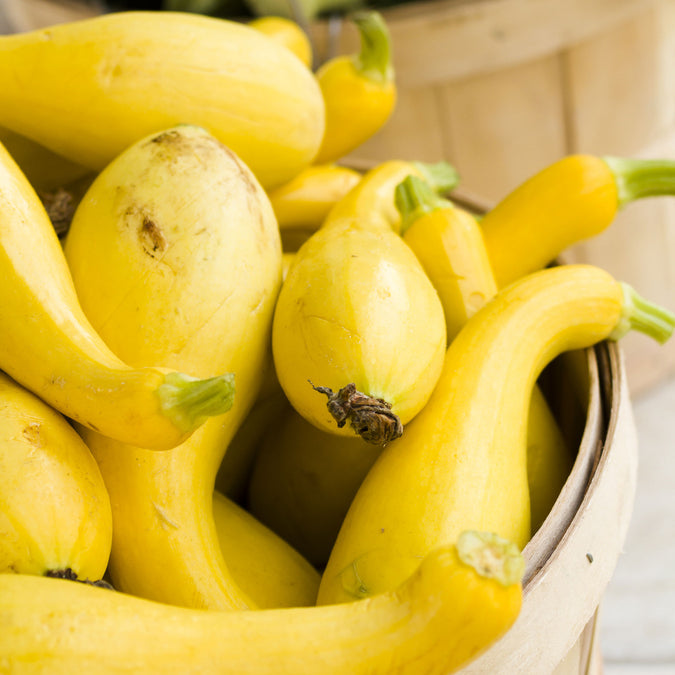 Squash Seeds (Organic) - Golden Summer Crookneck