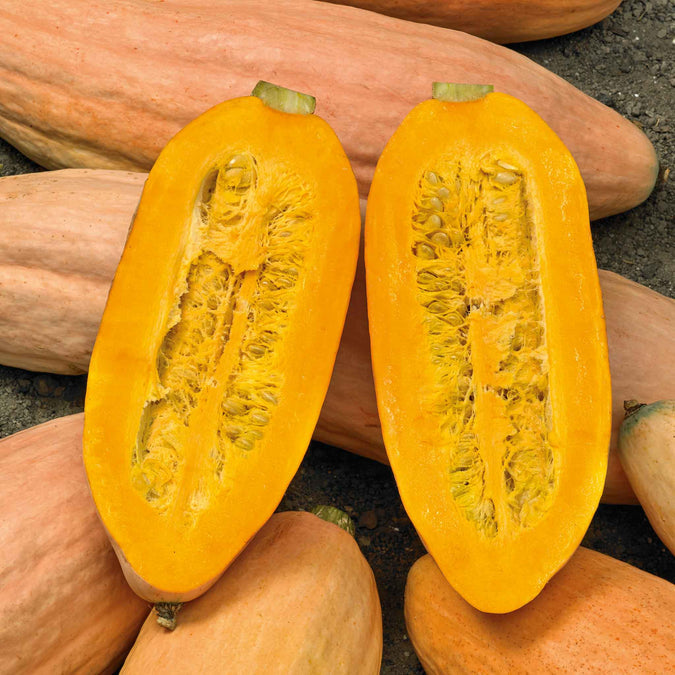 Squash (Winter) Seeds - Pink Banana Jumbo