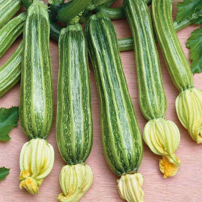 Squash (Summer) Seeds - Romanesco