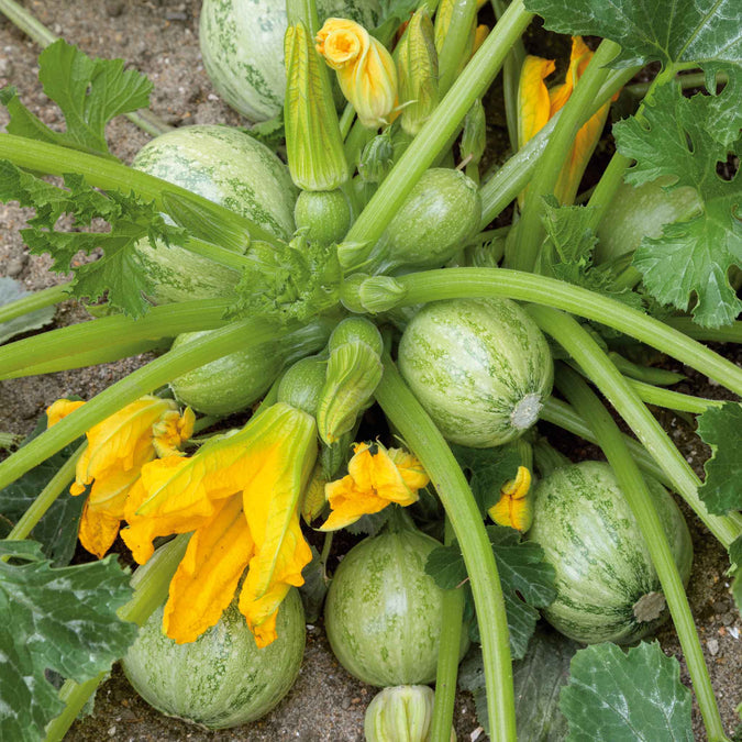 Squash (Summer) Seeds - Ronde De Nice