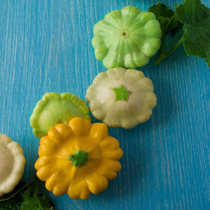 Squash (Summer) Seeds - Scallop Blend