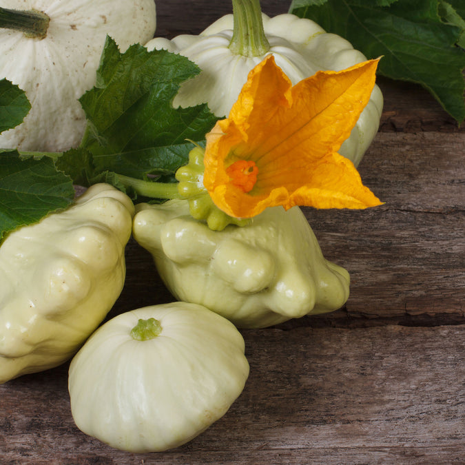 Squash (Summer) Seeds - Scallop