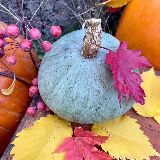 Squash (Winter) Seeds - Sweet Meat