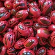 Sri Lanka Nut Tree seeds for planting tropical hardy tree