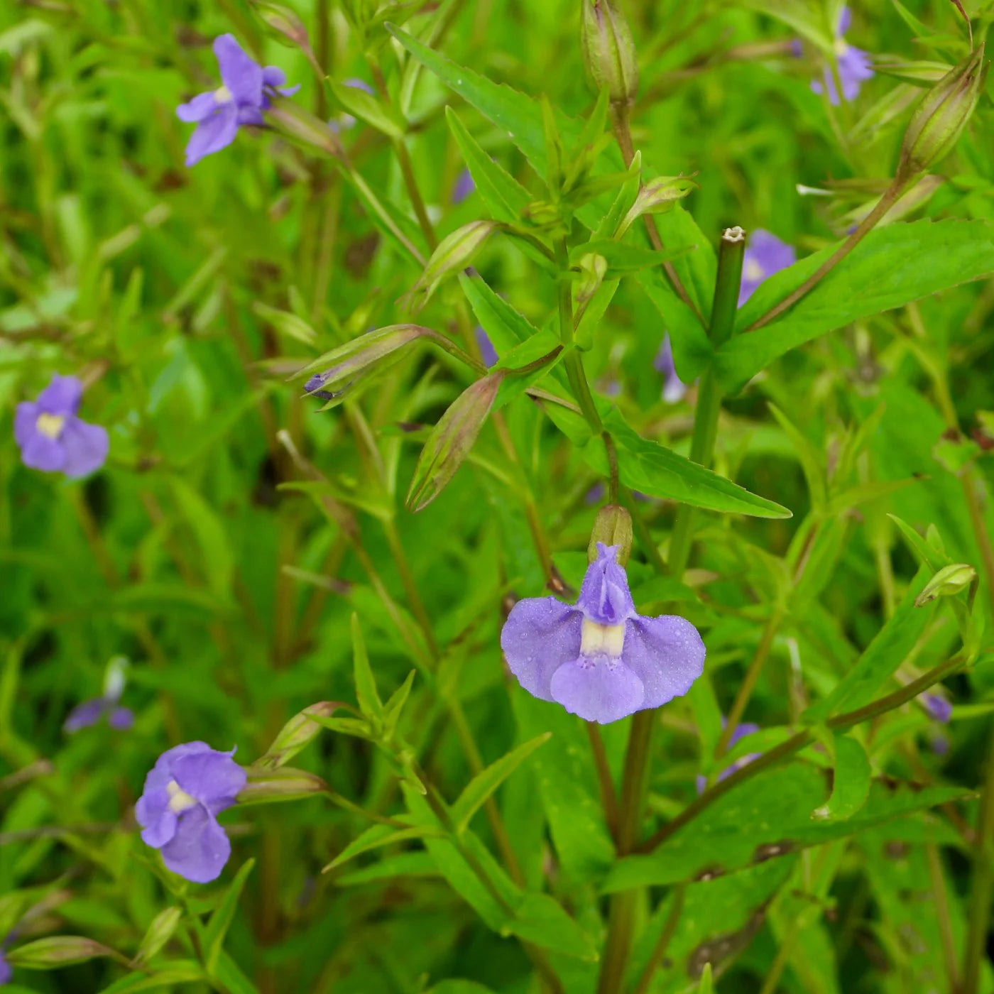 Lavender Musk Seeds