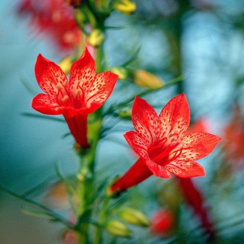 Bulk Standing Cypress Seeds