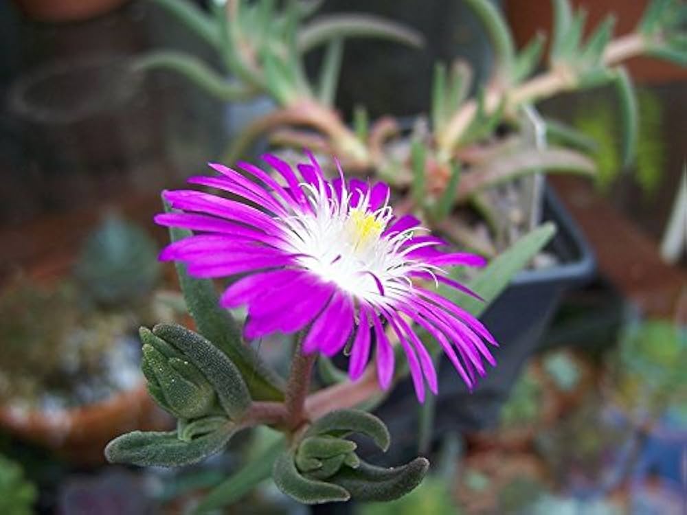 Stardust Ice Delosperma seeds – Mesembryanthemum floribunda for rock gardens - Dharaseeds