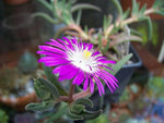Stardust Ice Delosperma seeds – Mesembryanthemum floribunda for rock gardens - Dharaseeds