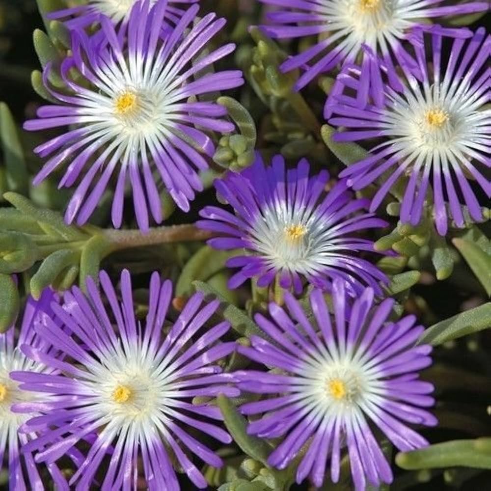 Stardust Ice Delosperma seeds – Mesembryanthemum floribunda for rock gardens - Dharaseeds