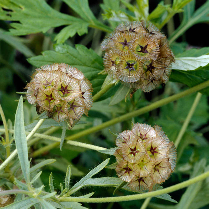 Starflower Seeds