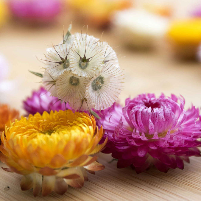 Starflower Seeds